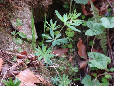 Galium sylvaticum, photographed by Christian Berg
