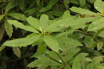 Rhododendron ponticum, photographed by Stephen James McWilliam