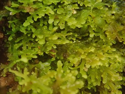 Riccardia multifida, photographed by Christian Berg