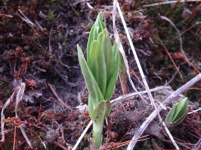 Gentiana asclepiadea, photographed by Christian Berg