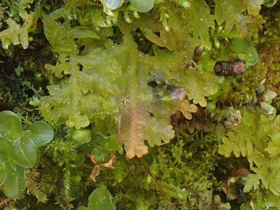 Trichocolea tomentella, photographed by Christian Berg