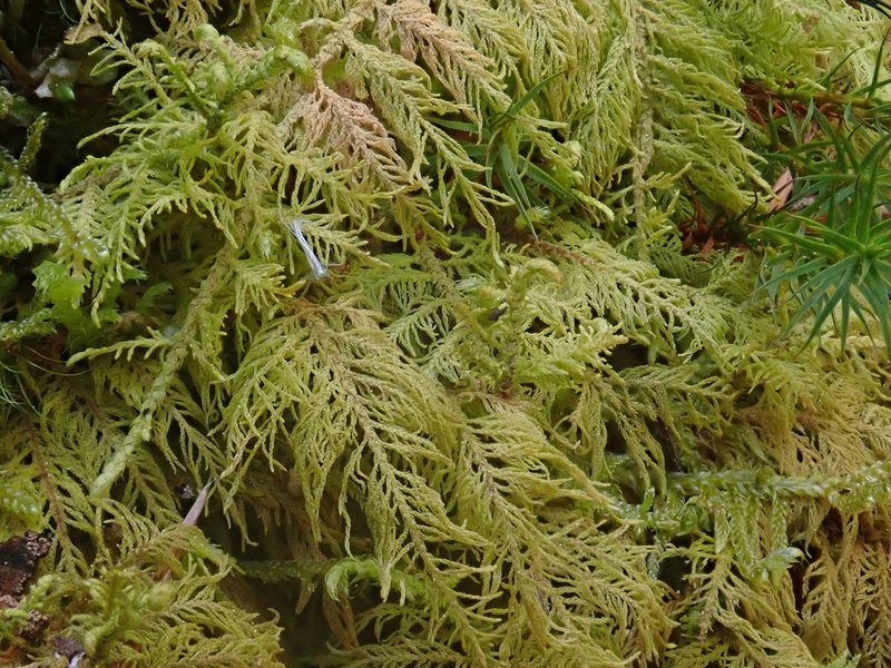 Thuidium delicatulum, photographed by Christian Berg
