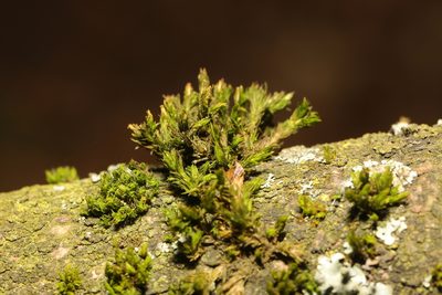 Lewinskya affinis, photographed by Stephen James McWilliam