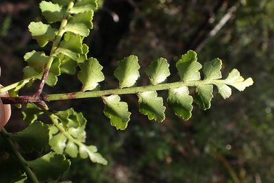 Phyllocladus trichomanoides, photographed by Duncan Cunningham