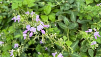 Desmodium uncinatum, photographed by Brendan McIntyre
