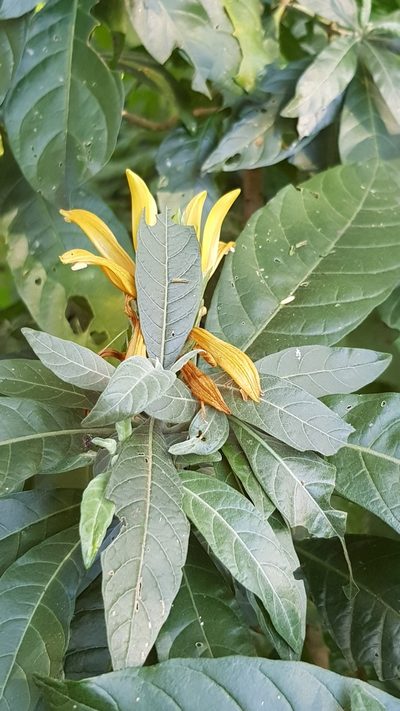Anisotes longistrobus, photographed by Margaret Burger