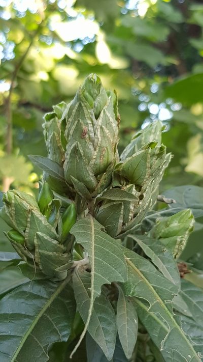 Anisotes longistrobus, photographed by Margaret Burger