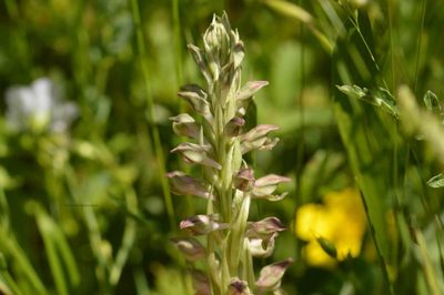 Anacamptis coriophora, photographed by Mourad Harzallah