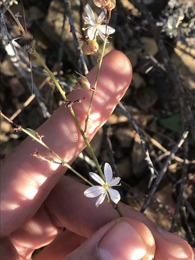 Chlorophytum crispum, photographed by Ren Hoekstra