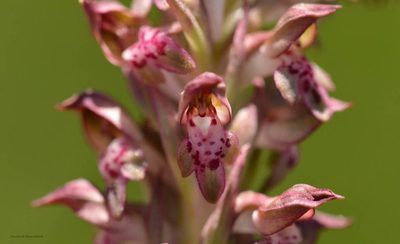 Anacamptis coriophora, photographed by Mourad Harzallah