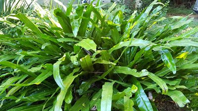 Microsorum punctatum, photographed by Margaret Burger