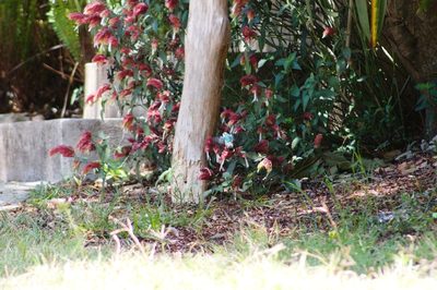 Justicia brandegeeana, photographed by ELOYJIMENEZ13