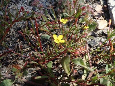 Camissonia strigulosa, photographed by joergmlpts