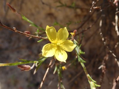 Crocanthemum scoparium, photographed by joergmlpts