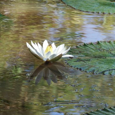 Nymphaea lotus, photographed by Margaret Burger