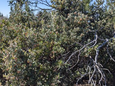 Arctostaphylos silvicola, photographed by joergmlpts