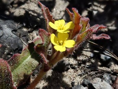 Camissoniopsis micrantha
