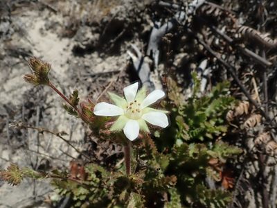 Potentilla lindleyi, photographed by joergmlpts