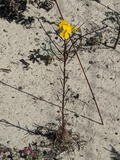 Erysimum teretifolium, photographed by joergmlpts