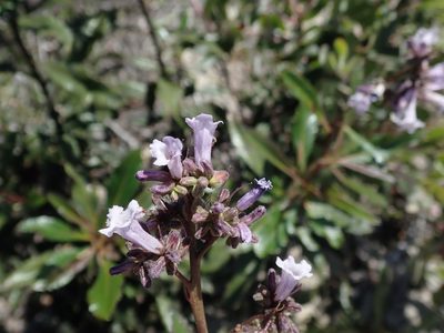 Eriodictyon californicum, photographed by joergmlpts