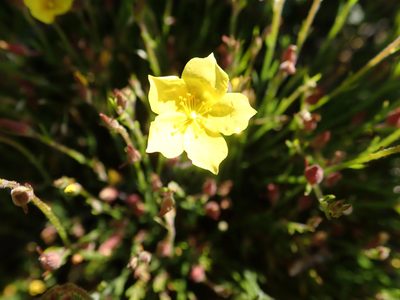 Crocanthemum scoparium, photographed by joergmlpts