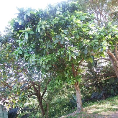 Barringtonia racemosa