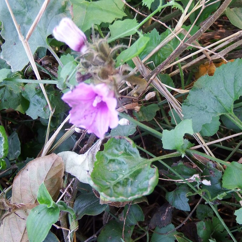 Ipomoea wightii, photographed by Margaret Burger