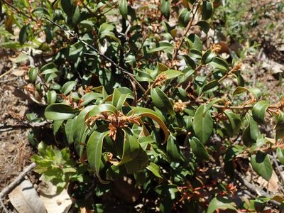 Chrysolepis chrysophylla, photographed by joergmlpts