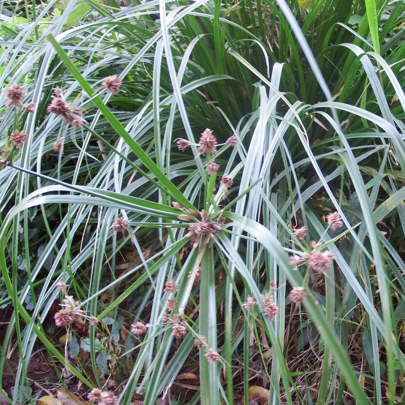 Cyperus solidus, photographed by Margaret Burger