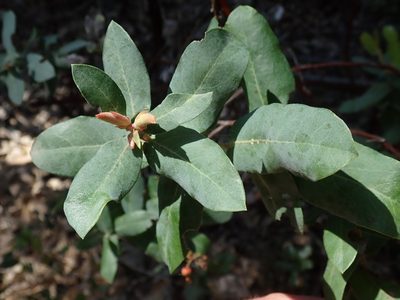Arctostaphylos andersonii