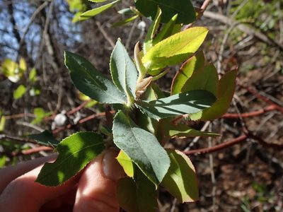 Arctostaphylos andersonii, photographed by joergmlpts