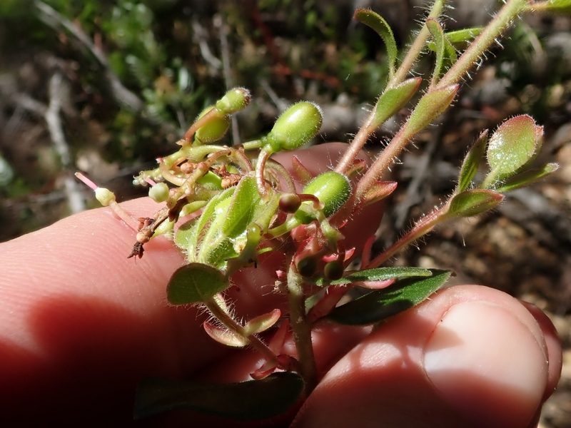 Arctostaphylos sensitiva, photographed by joergmlpts