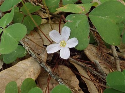 Oxalis smalliana, photographed by joergmlpts