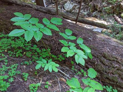 Aralia californica, photographed by joergmlpts