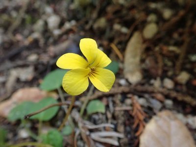 Viola sempervirens, photographed by joergmlpts