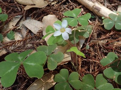 Oxalis smalliana, photographed by joergmlpts