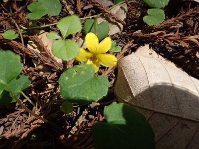 Viola sempervirens, photographed by joergmlpts