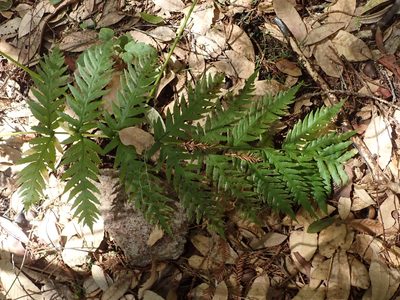 Woodwardia fimbriata, photographed by joergmlpts
