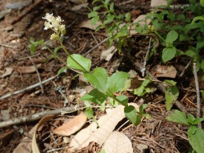 Whipplea modesta, photographed by joergmlpts