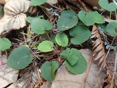 Viola sempervirens, photographed by joergmlpts