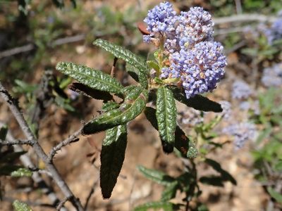 Ceanothus papillosus, photographed by joergmlpts
