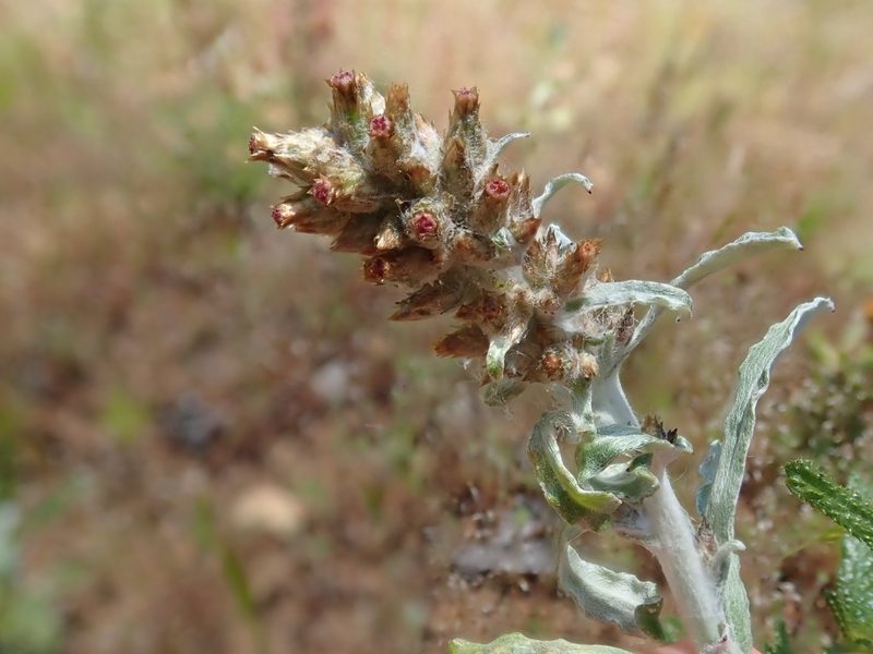 Gamochaeta ustulata, photographed by joergmlpts