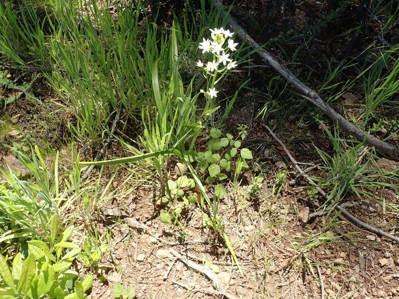 Toxicoscordion fremontii, photographed by joergmlpts