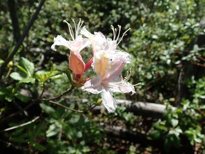 Rhododendron occidentale, photographed by joergmlpts