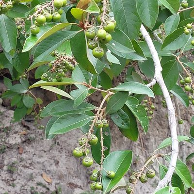 Byrsonima crassifolia, photographed by Maria Janeiro