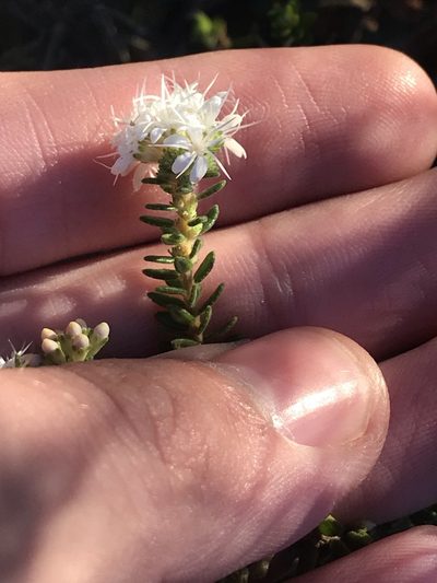 Agathosma elegans, photographed by Ren Hoekstra