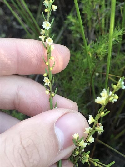 Clutia ericoides, photographed by Ren Hoekstra