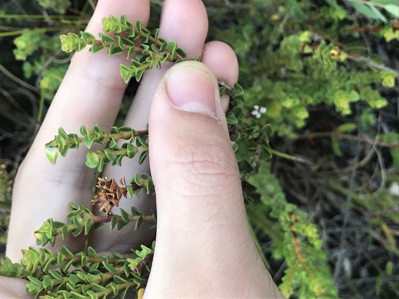 Penaea cneorum, photographed by Ren Hoekstra