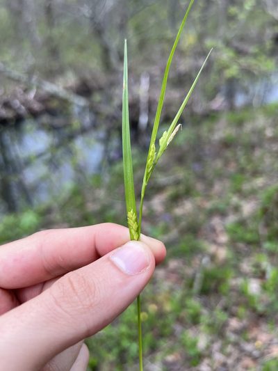 Carex planispicata, photographed by Nathan Aaron