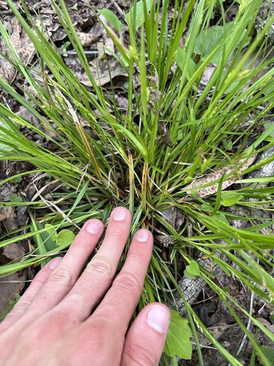 Carex planispicata, photographed by Nathan Aaron